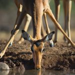 An Impala (Aepyceros melampus) drinking at watering hole, South Africa